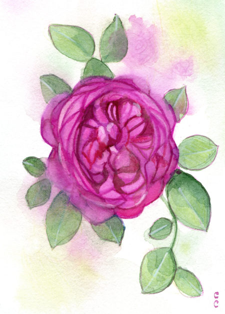 Illustration Rose-christelle-cuche
